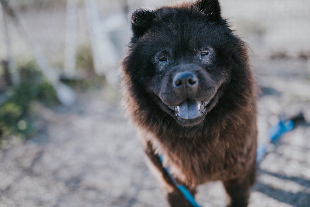 Cora the Chow-Chow