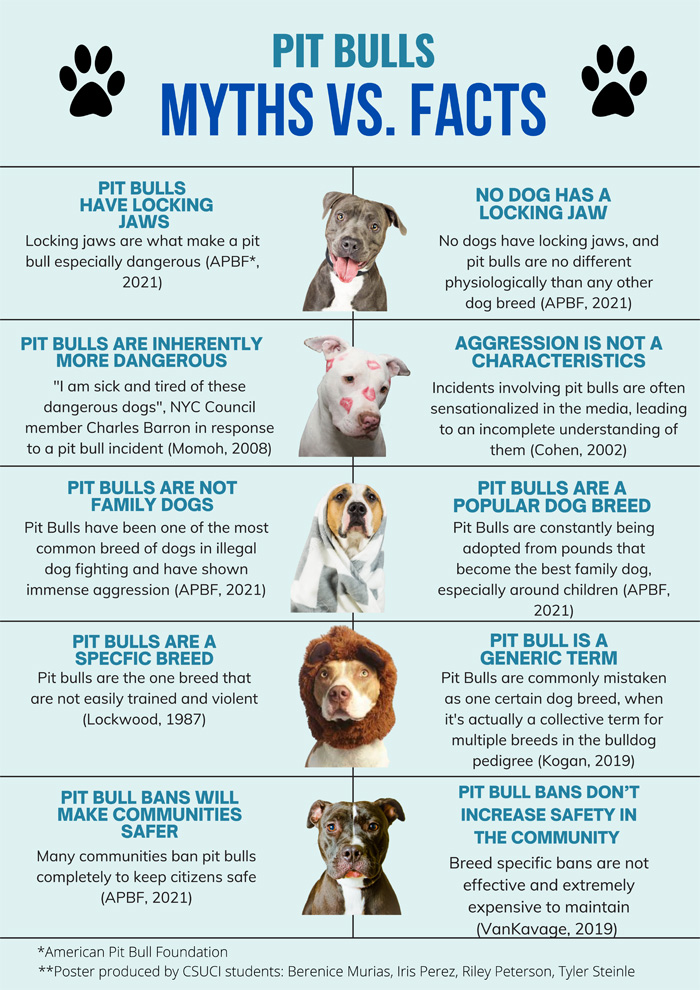 Myths and Facts About Blind Dogs