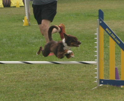 pp24_agility_pup1