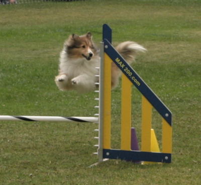 pp24_agility_pup2