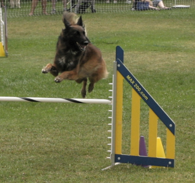 pp24_agility_pup3