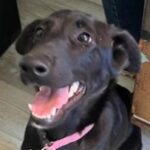 rescue_dog_kate