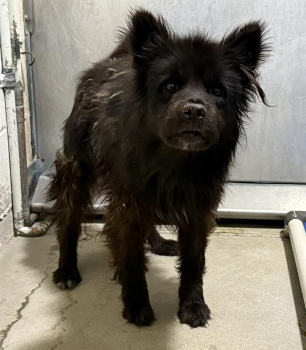 bibby_courtesylisting.