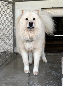 boa_boa_courtesylisting