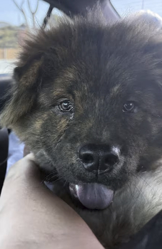 chocolate_chip_courtesylisting