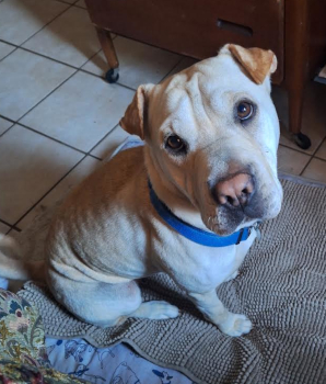 macy_courtesylisting