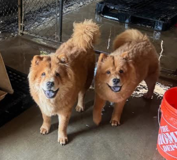 ron_and_ben_courtesylisting