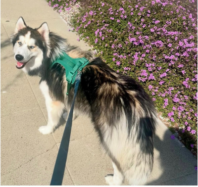 louie1_courtesylisting