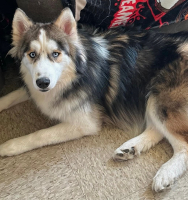 louie2_courtesylisting