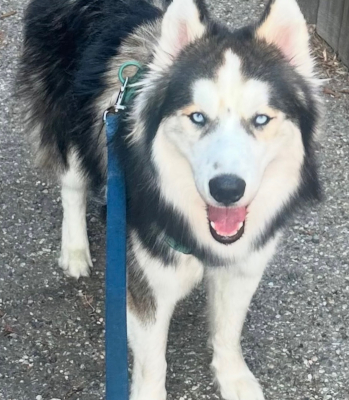 louie3_courtesylisting