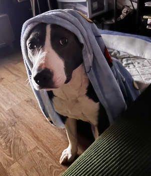 nectarine1_courtesylisting