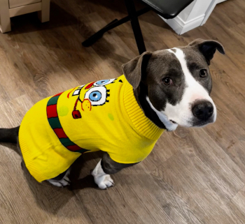 nectarine2_courtesylisting