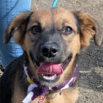 rescue_dog_snickerdoodle