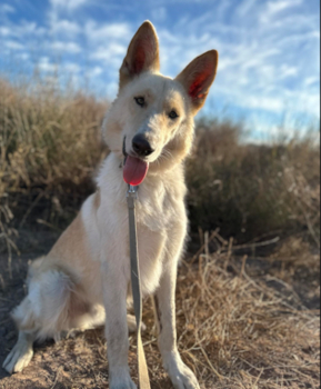 crouton1_courtesylisting