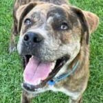 rescue_dog_buttercup