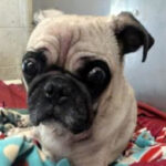 rescue_dog_sir_pugsley