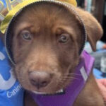 rescue_dog_medium_girl