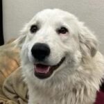rescue_dog_misty
