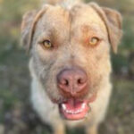 rescue_dog_baby_c