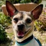 rescue_dog_evie