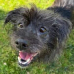 rescue_dog_gilley