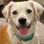 rescue_dog_bippity_boppity_boop