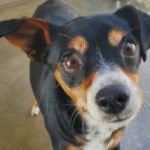 rescue_dog_cookie
