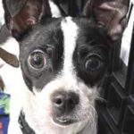 rescue_dog_frankie