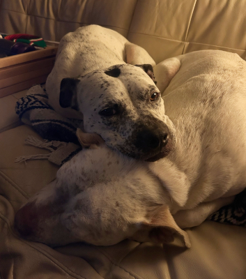 daisy2_courtesylisting