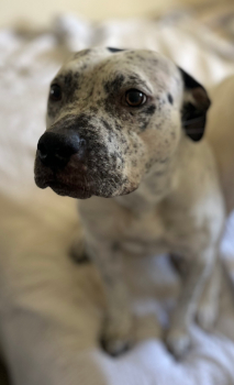 daisy3_courtesylisting