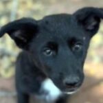 rescue_dog_bella