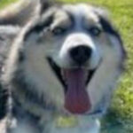 rescue_dog_brecken