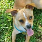 rescue_dog_cherry