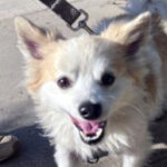 rescue_dog_foxy