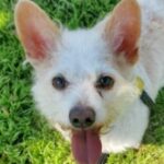 rescue_dog_jack