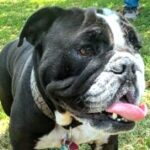 rescue_dog_mariah