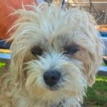 rescue_dog_pixie