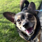 rescue_dog_poquito