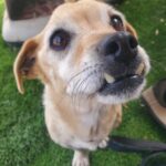 rescue_dog_tostito