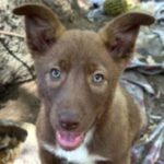 rescue_dog_ursula