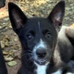 rescue_dog_winnie