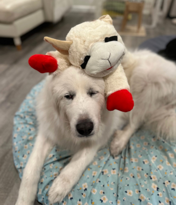 wolfie2_courtesylisting