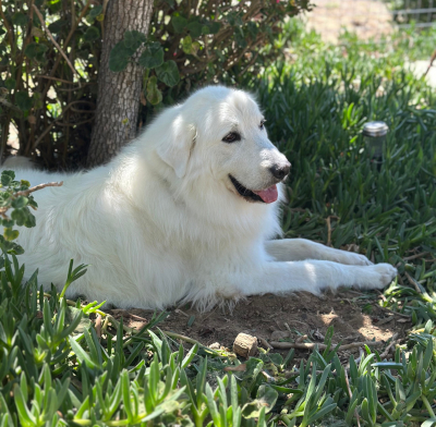 wolfie3_courtesylisting