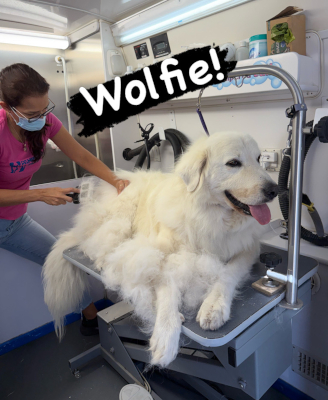 wolfie5_courtesylisting