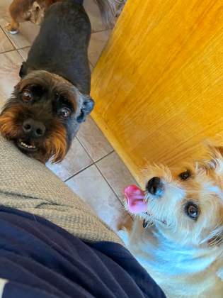 miles_and_merle1_happytails