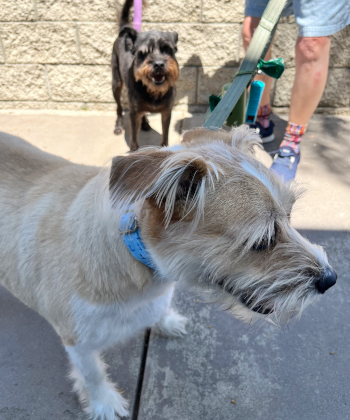 miles_and_merle2_happytails