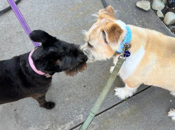 miles_and_merle3_happytails