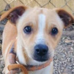 rescue_dog-mango