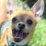 rescue_dog_buttons