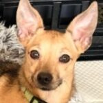 rescue_dog_fawn